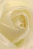 Nestled deep within the velvety heart of a white rose, this image draws you into a gentle world of swirling cream and ivory petals, soft as the morning fog that drifts across Surrey Quays Park. Each petal spirals outward with understated elegance, creating luminous folds and inviting the imagination to linger on their silk-like surface. Diffuse natural light bathes the blossom, while quiet shadows add intimate depth-a visual echo of the area's peaceful canals and serene gardens. The emotional tone is one of peace and fresh beginnings-a fitting choice for sympathy arrangements or expressions of admiration exchanged in the Surrey Quays community. A subtle, clean fragrance seems to emanate, grounding the bouquet in the sensory richness of local florist care. This up-close perspective highlights not just the flower's beauty, but also the gentle skill and heartfelt intention that shape each Surrey Quays arrangement for moments of lasting meaning.